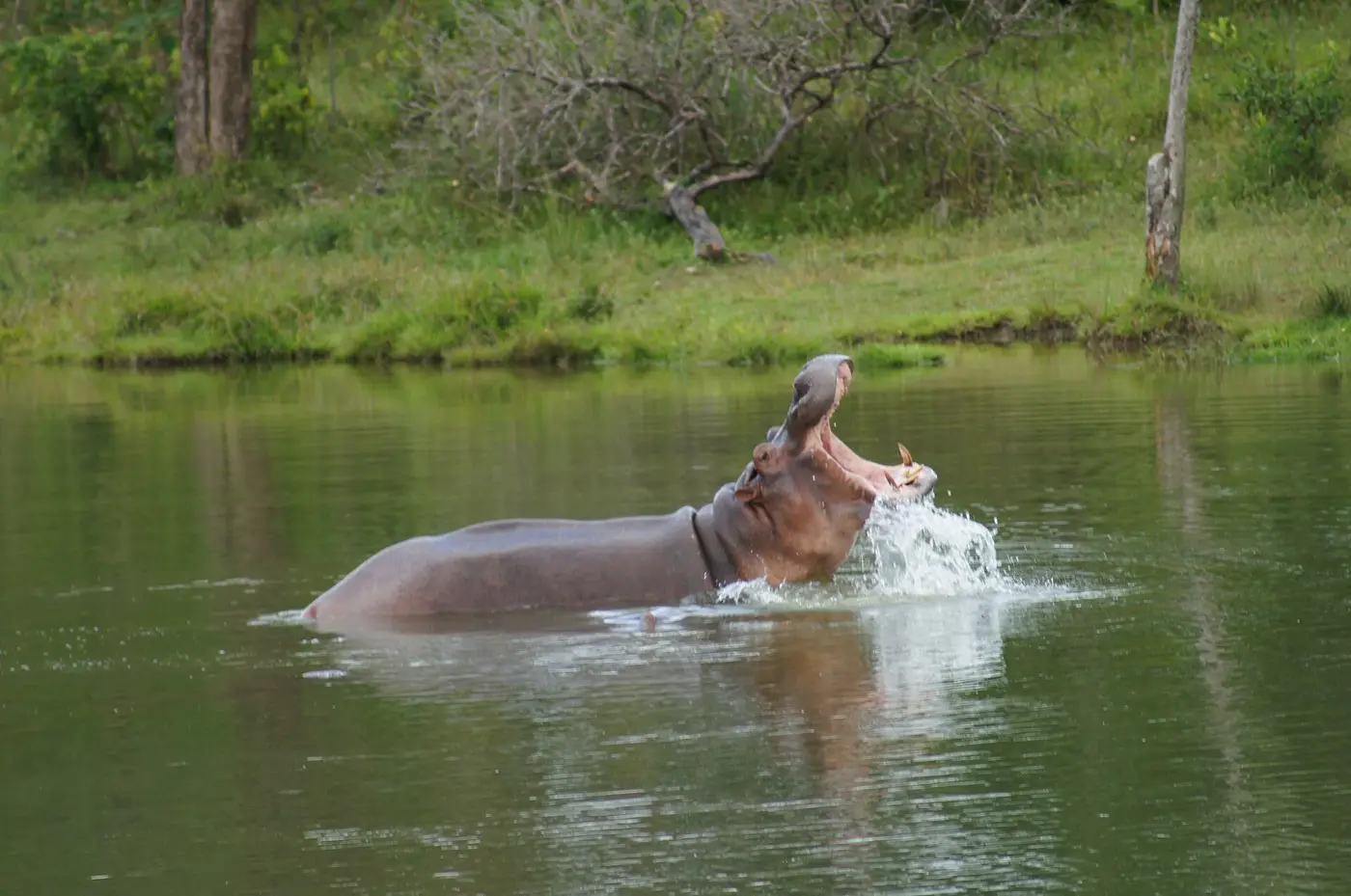 Hipopótamo en el lago de Hacienda Nápoles